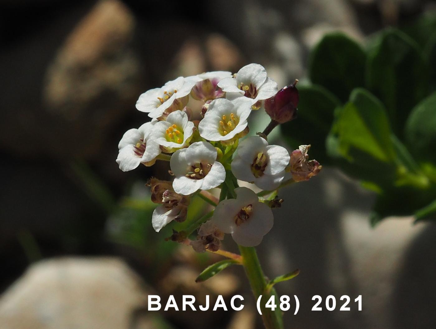 Alyssum, Sweet flower